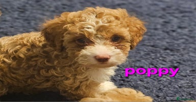 Cockapoo dogs - Advert 5