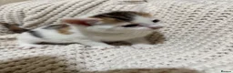 American Shorthair cats for sale: Cuddly Cute Kalic Kittens🐾 - Advert 33