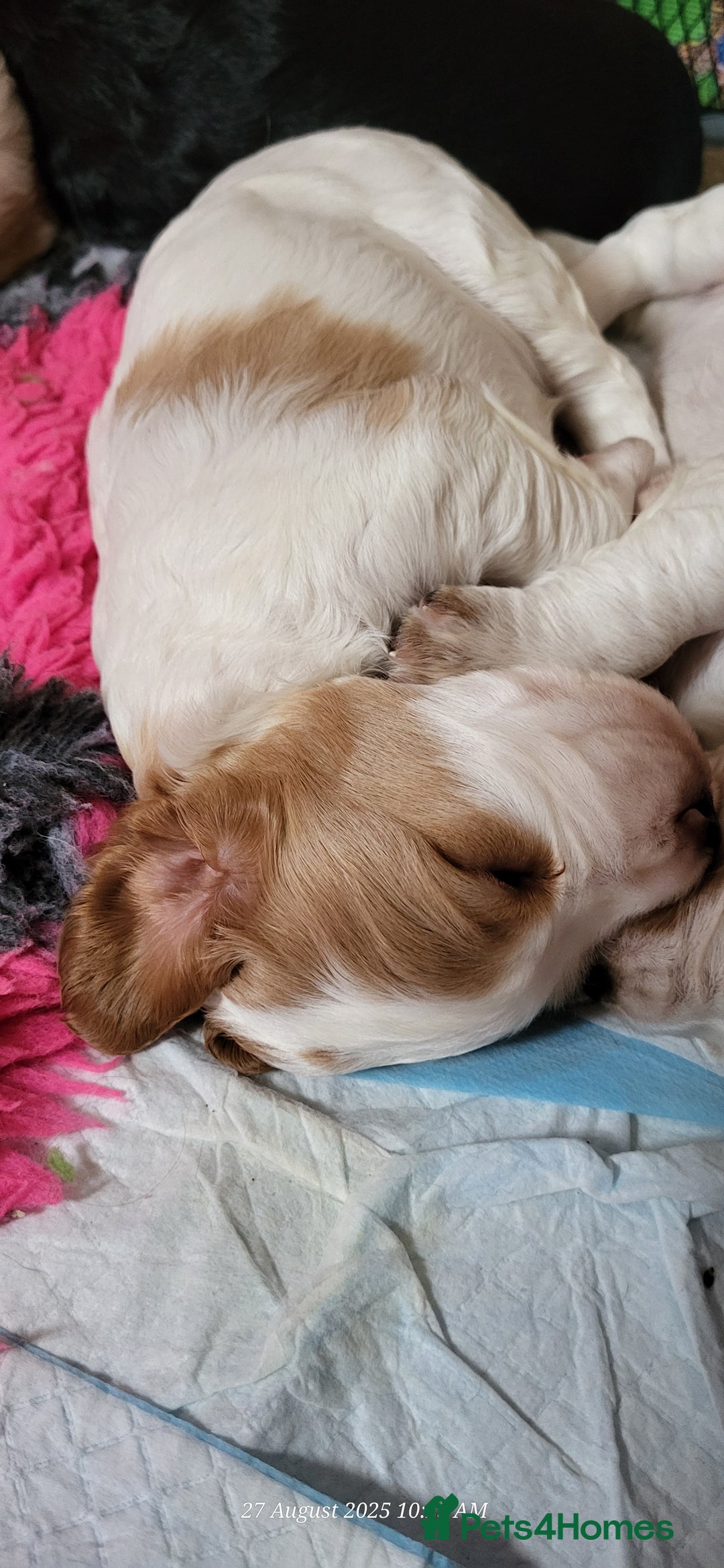 Cocker Spaniel dogs for sale: Health tested stunning litter of 6 - Image 8