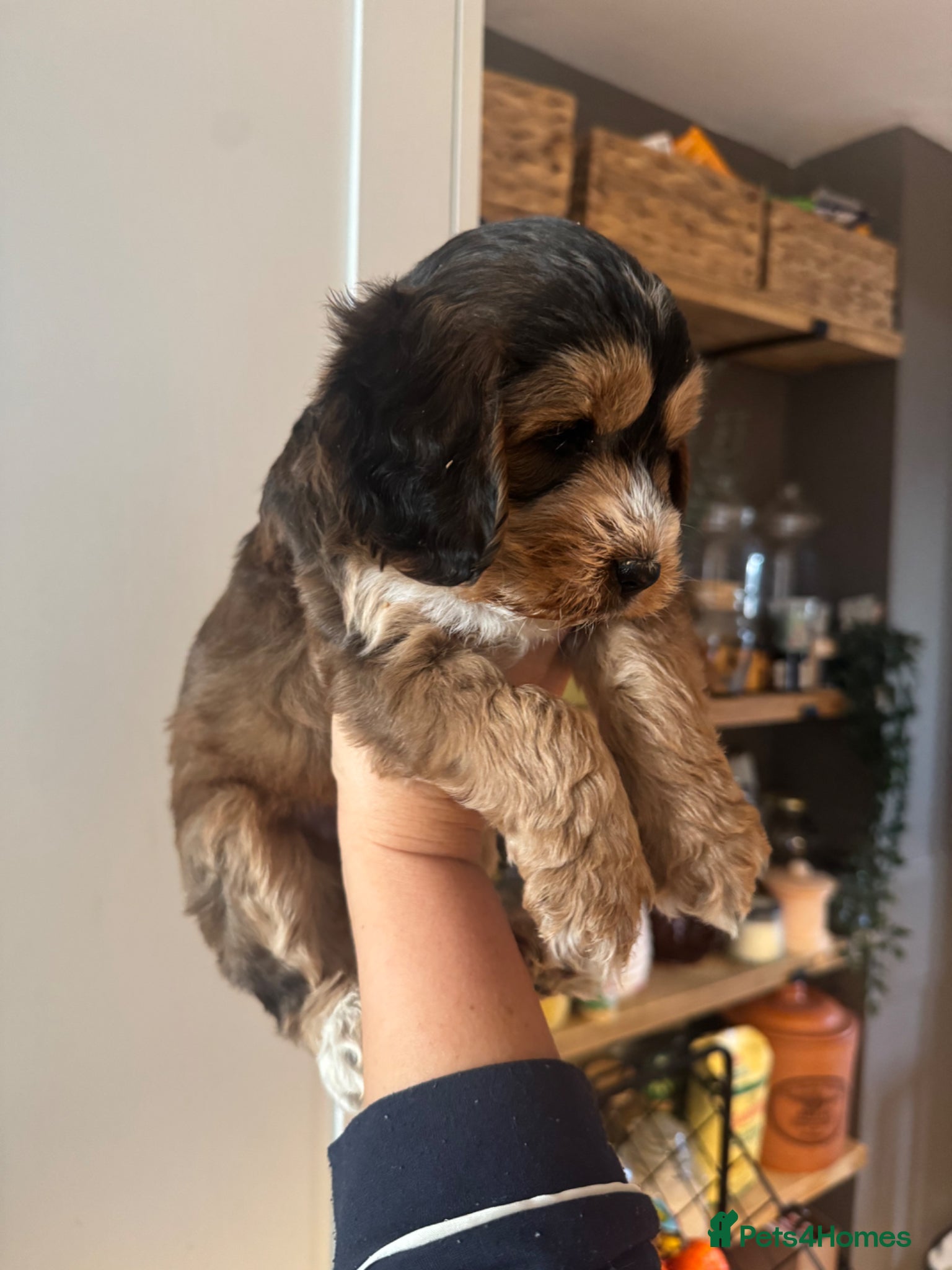 Cockapoo dogs 🐶 gorgeous cockapoo pups (spaniel back cross)🥰 - Advert 1