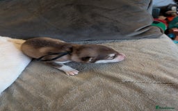 Alaskan Malamute dogs for sale: KC Alaskan malamute puppies champion lines - Image 28