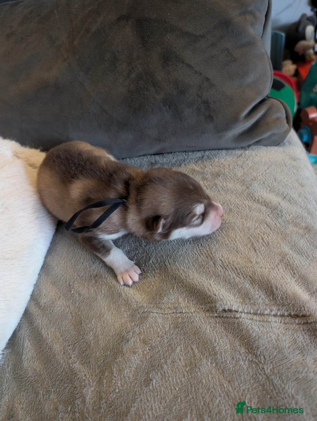 Alaskan Malamute dogs for sale: KC Alaskan malamute puppies champion lines - Image 28