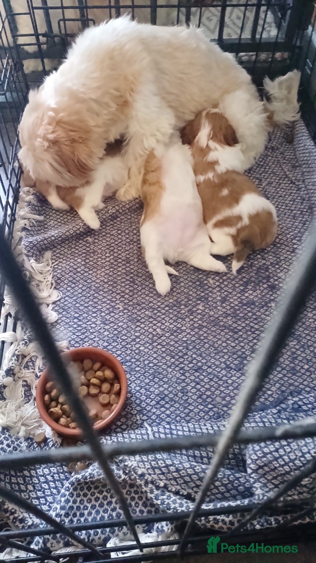 Shih Tzu dogs for sale: Gorgeous puppies for sale!😍🥰 - Advert 8