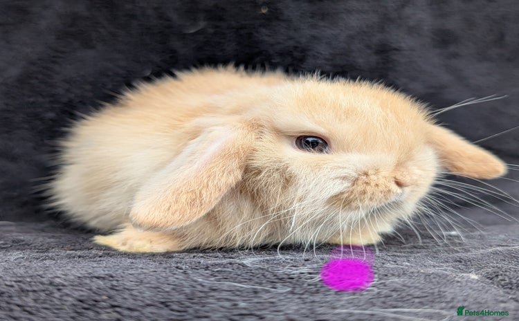 Mini Lop rabbits - Advert 8