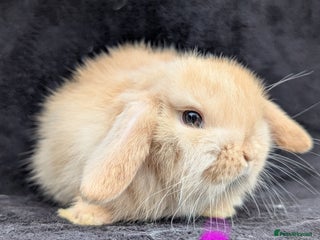 Mini Lop rabbits - Advert 32