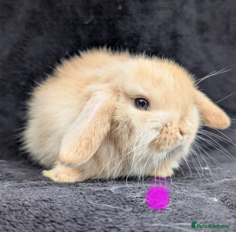 Mini Lop rabbits - Advert 16
