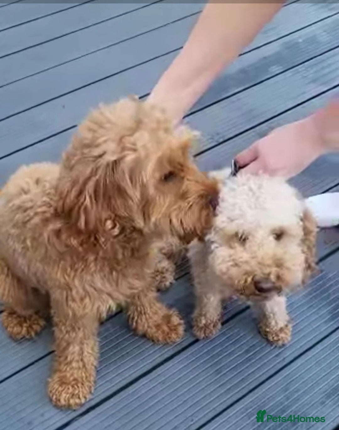 Cockapoo dogs for sale: 6 male Cockapoo puppies. Ready 13th Jan.  - Advert 20