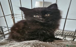 Maine Coon cats for sale: Beautiful black fluffy part maincoon kittens - Image 18