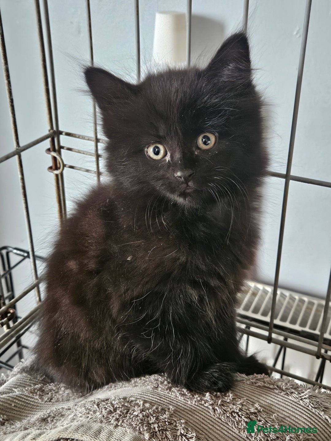 Maine Coon cats for sale: Beautiful black fluffy part maincoon kittens - Image 18