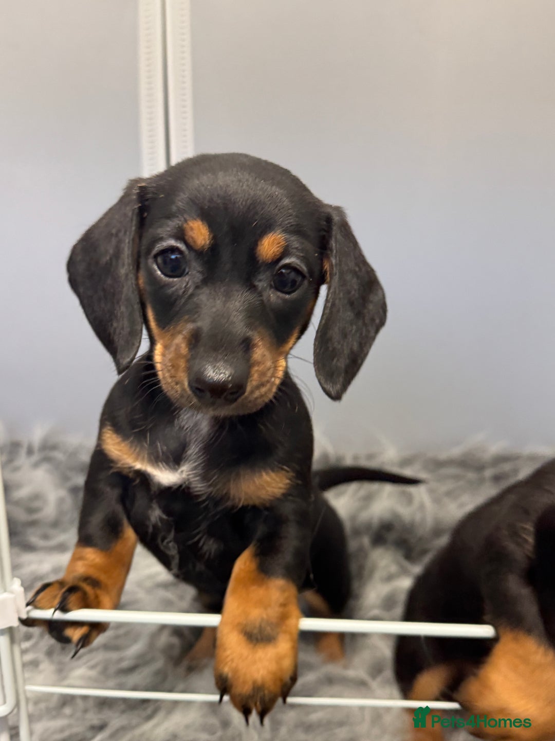 Miniature Dachshund dogs for sale: Mini dachshund puppies KC registered, DNA tested - Advert 38