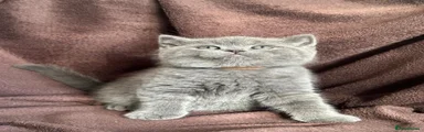 British Shorthair 5 - Brown 