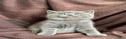 British Shorthair cats for sale: British short hair BSH kittens for sale - Advert 5