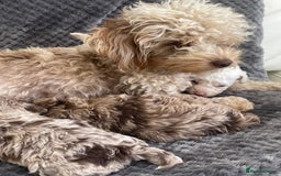 Cavapoo dogs for sale: F1b teddy bear Cavapoo puppies - Image 1
