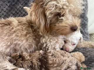 Cavapoo dogs - Advert 1