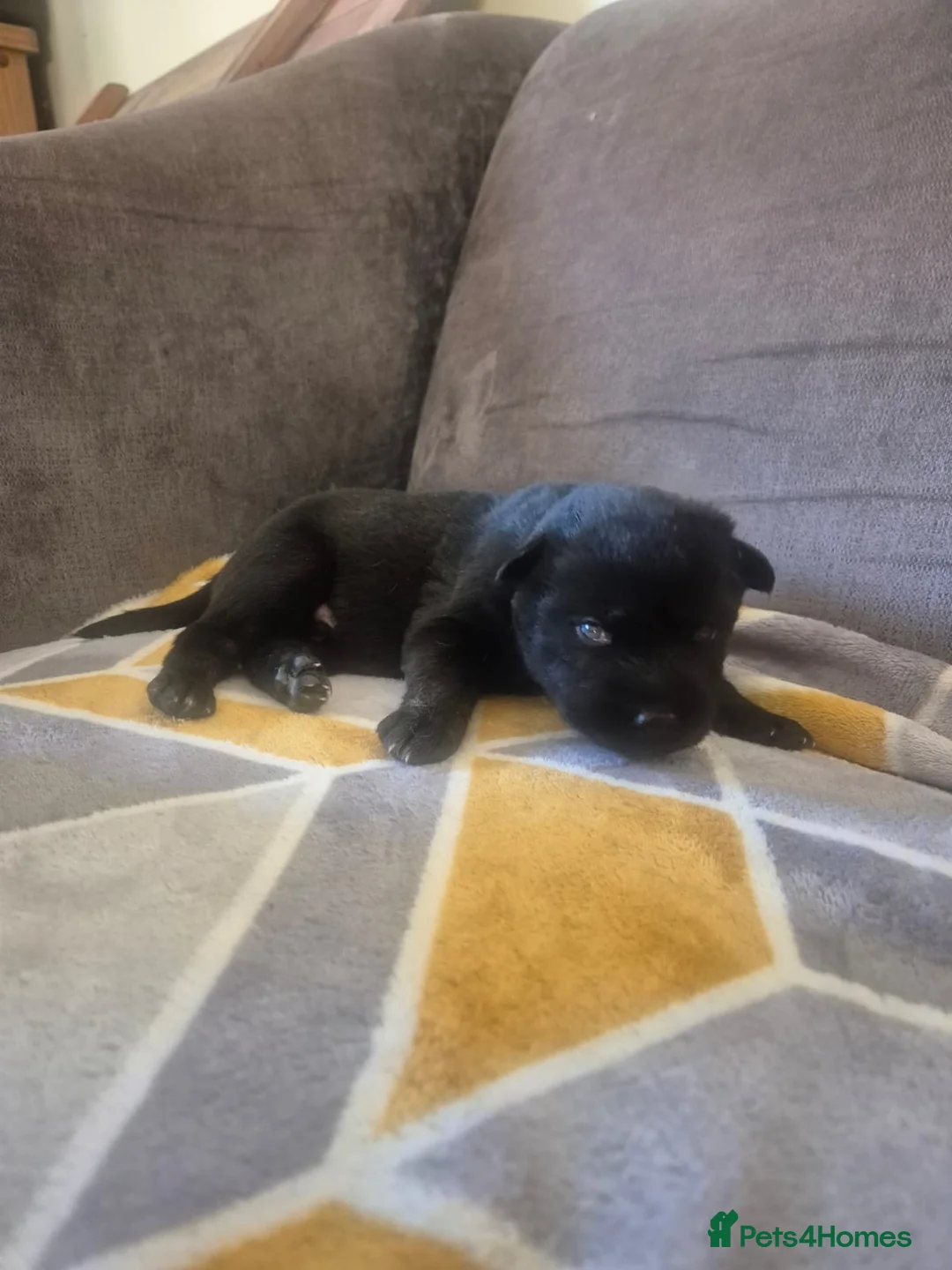 Mixed Breed dogs for sale: READY NOW! Stunning litter of puppies!! - Advert 15