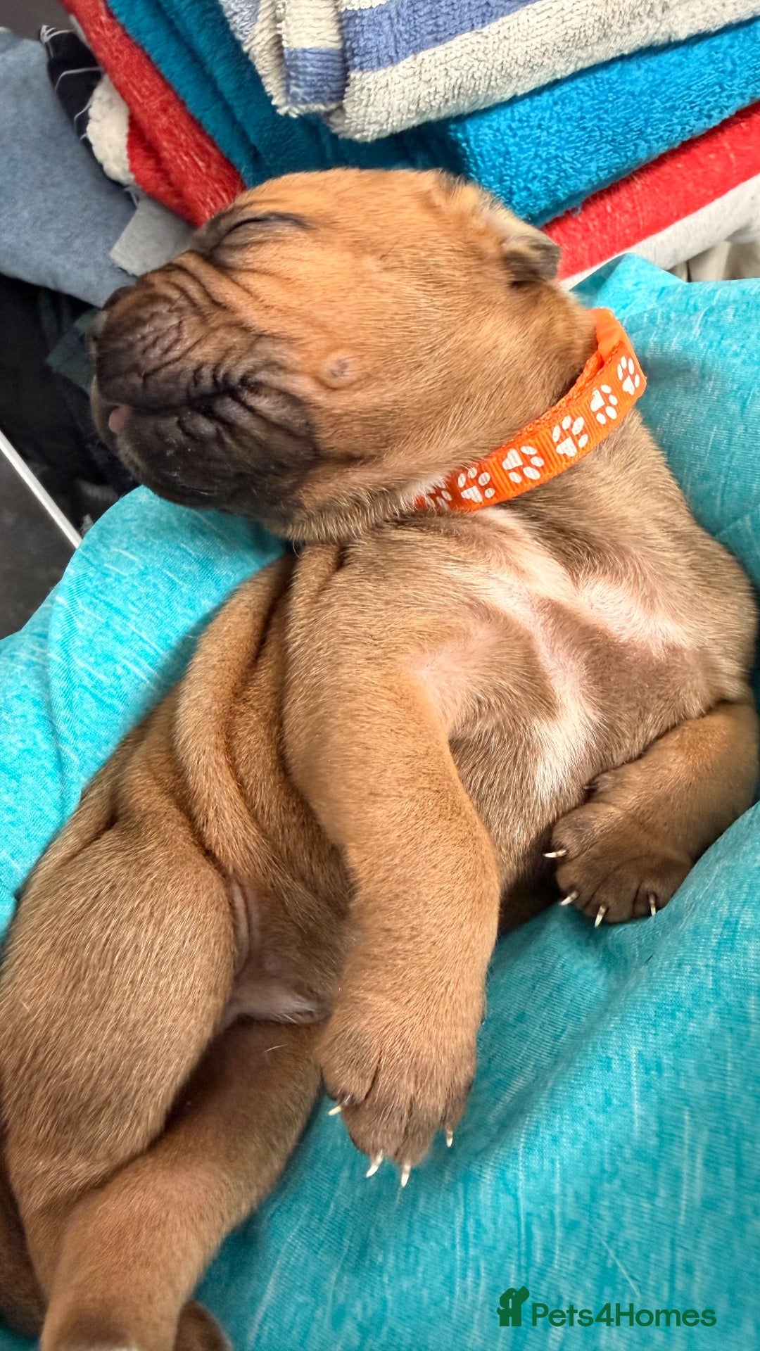 Mixed Breed dogs for sale: Cane Corso mixed breed puppies - Advert 15