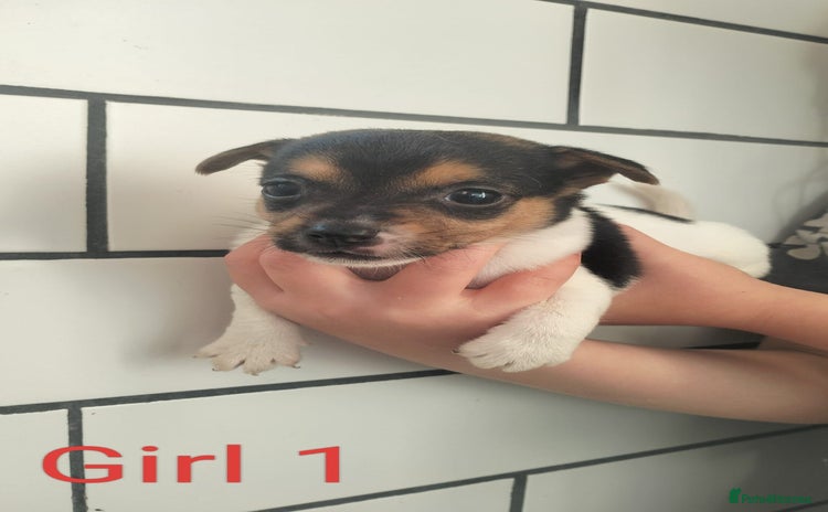 Jack Russell dogs - Advert 1