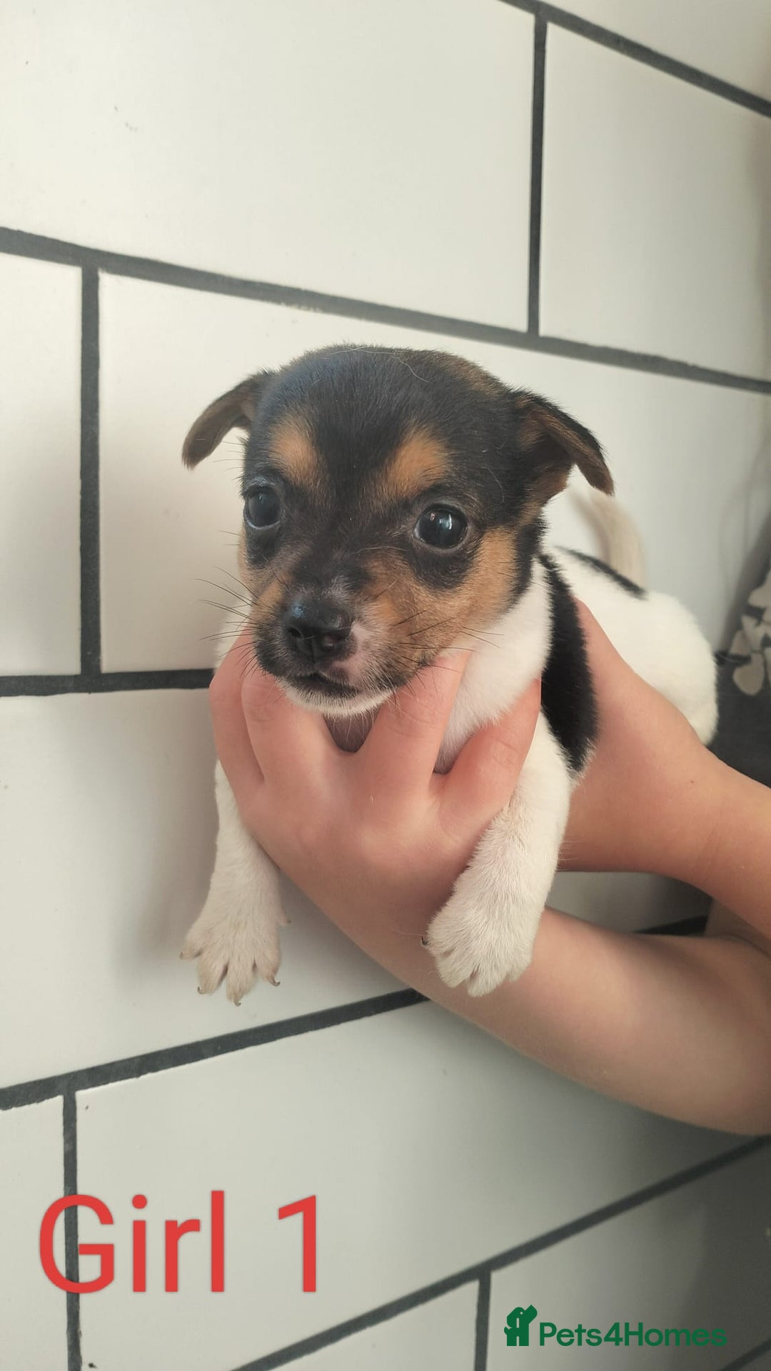 Jack Russell dogs for sale: Stunning Jack Russel puppies for sale - Image 1