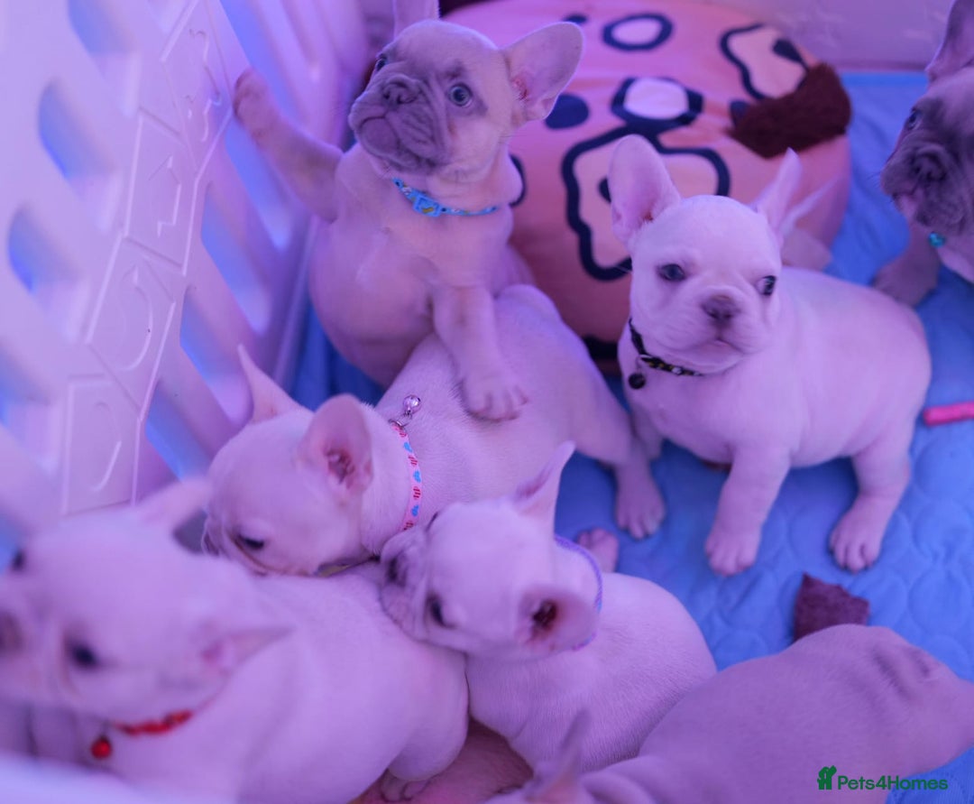 French Bulldog dogs for sale: KC French Bulldog Ready Now ! - Image 26