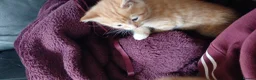 Domestic Shorthair cats for sale: For gorgeous male kittens - Advert 8
