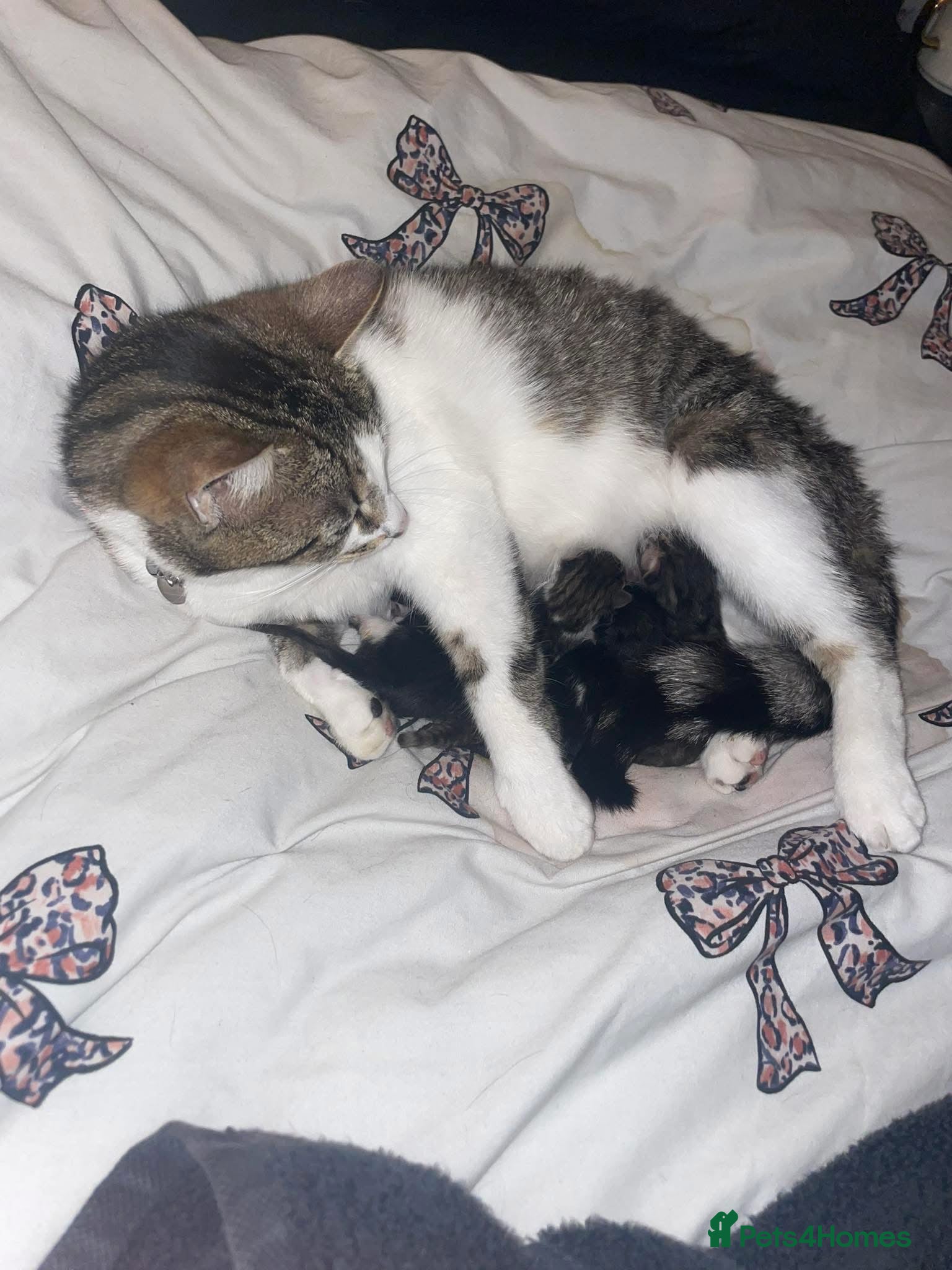 Mixed Breed cats ONE TABBY MALE KITTEN LEFT - Advert 2