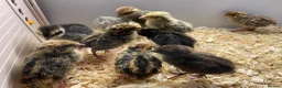 Quail poultry for sale: Mixed Coturnix Quail Chicks (2 weeks old) - Advert 1