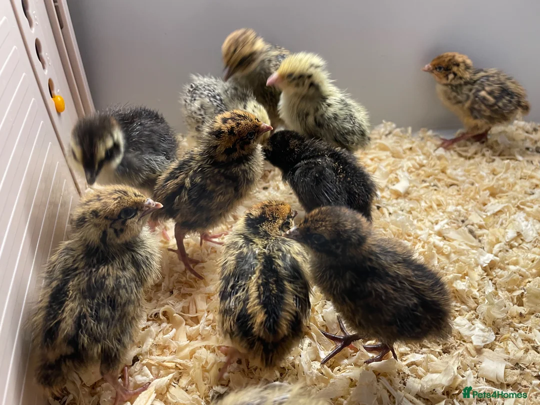 Quail poultry for sale: Mixed Coturnix Quail Chicks (2 weeks old) - Advert 1