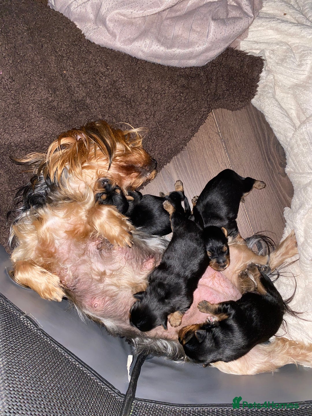 Yorkshire Terrier dogs for sale: 2 Boys 2 Girls Yorkshire Terriers for sale - Advert 18