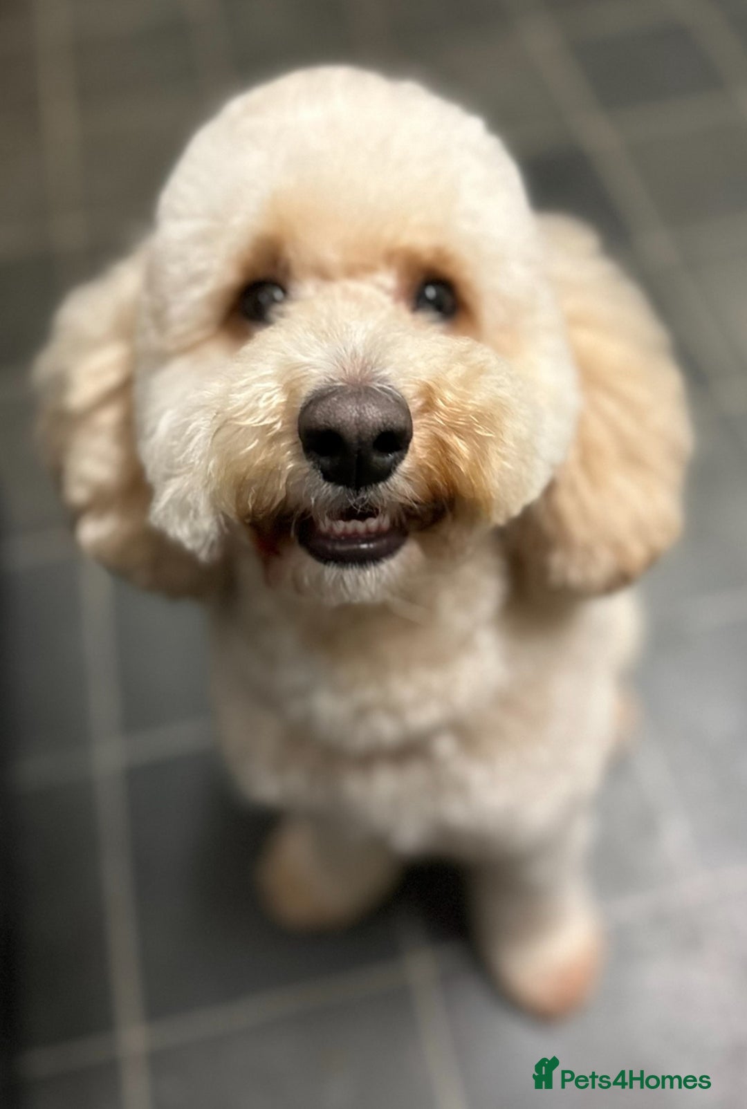 Cockapoo dogs for stud: Cockapoo for stud  - Advert 1