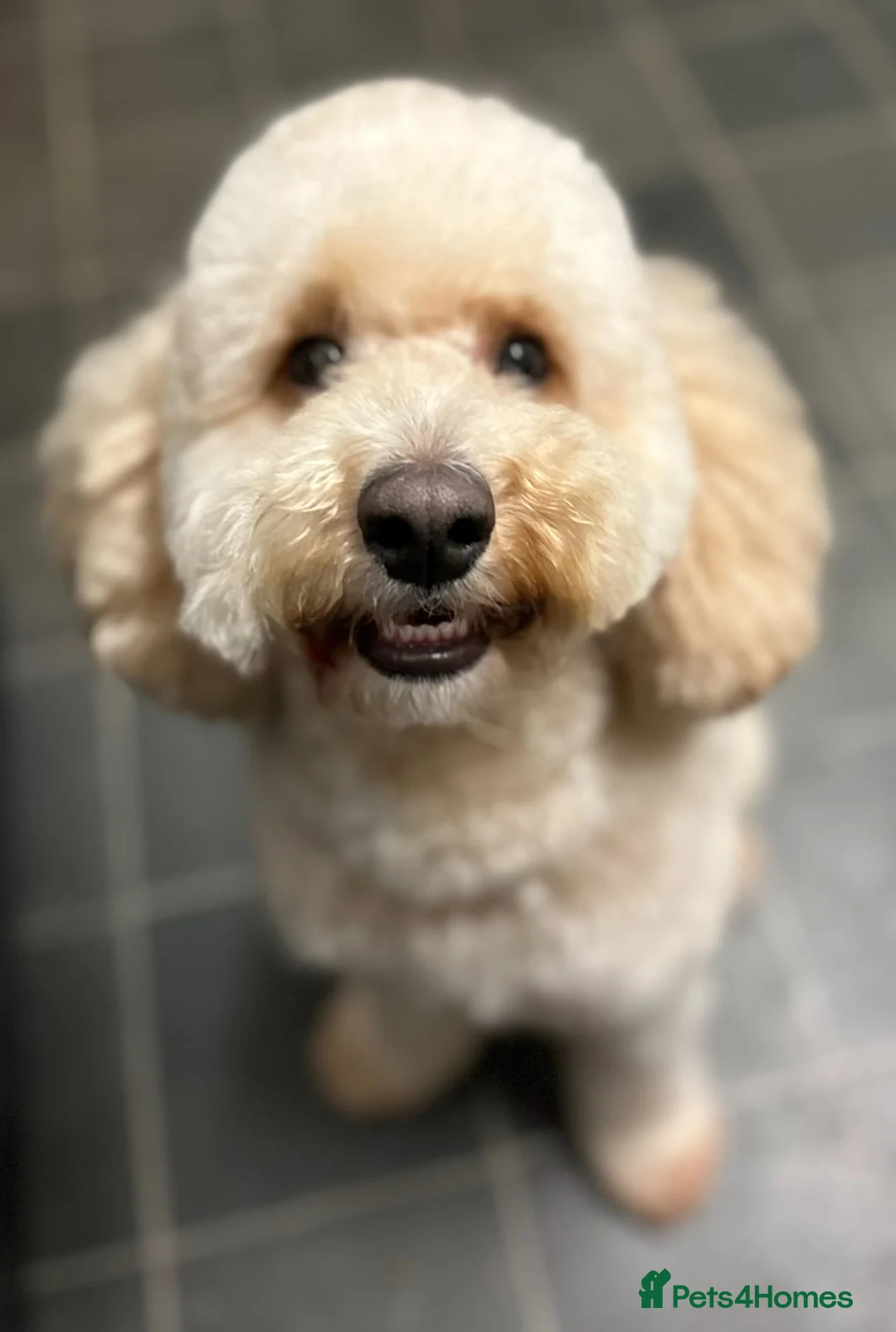 Cockapoo dogs for stud: Cockapoo for stud  - Advert 1