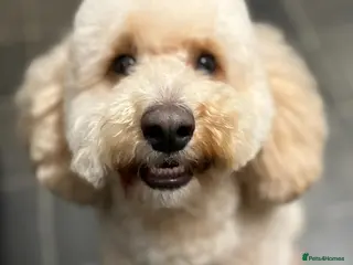 Cockapoo dogs Cockapoo for stud - Advert 15