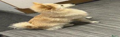 Dulcie