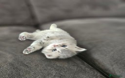British Shorthair cats for sale: GCCF Active British Shorthair Kittens  - Image 8