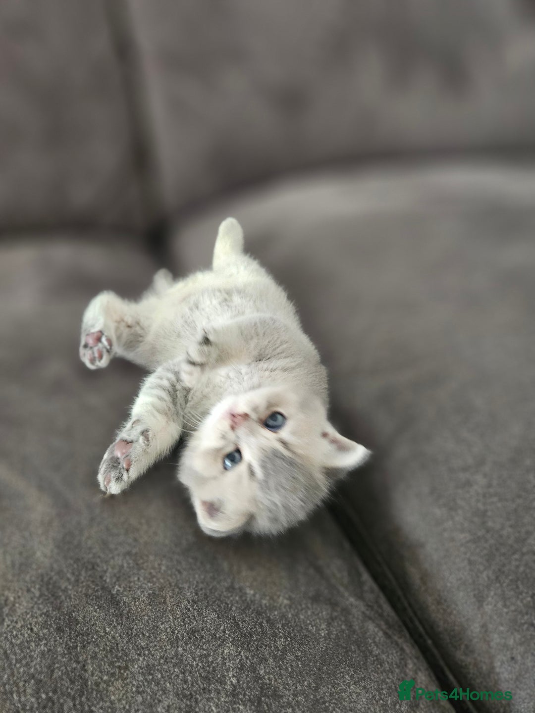 British Shorthair cats for sale: GCCF Active British Shorthair Kittens  - Image 8