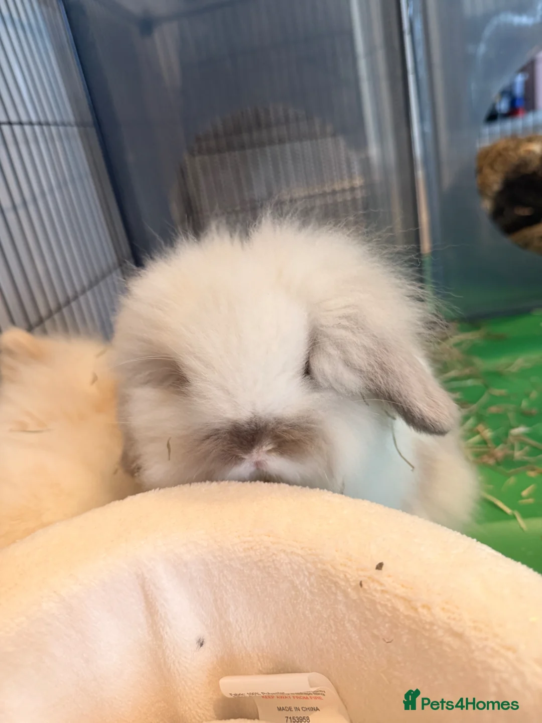 Mini Lion Lop rabbits for sale: 2x Double Maned Male Lion Lop Rabbits in Chichester - Advert 2
