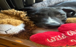 Mixed Breed dogs for sale: Greyhound Cross Staffy - Image 5