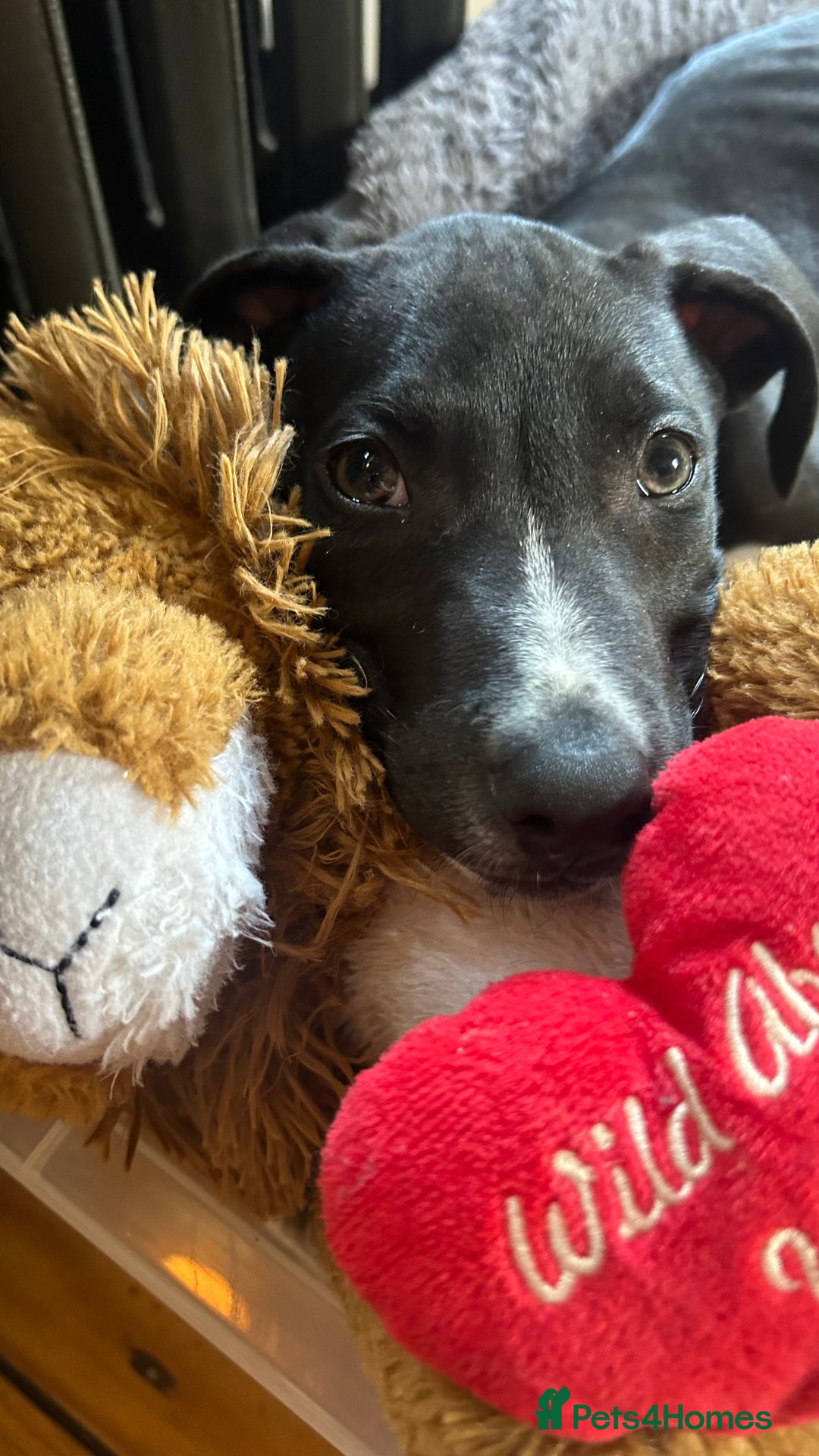 Mixed Breed dogs for sale: Greyhound Cross Staffy - Image 5