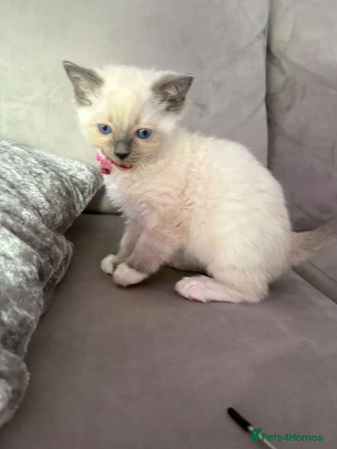 Ragdoll cats for sale: Ragdoll kittens  - Advert 2