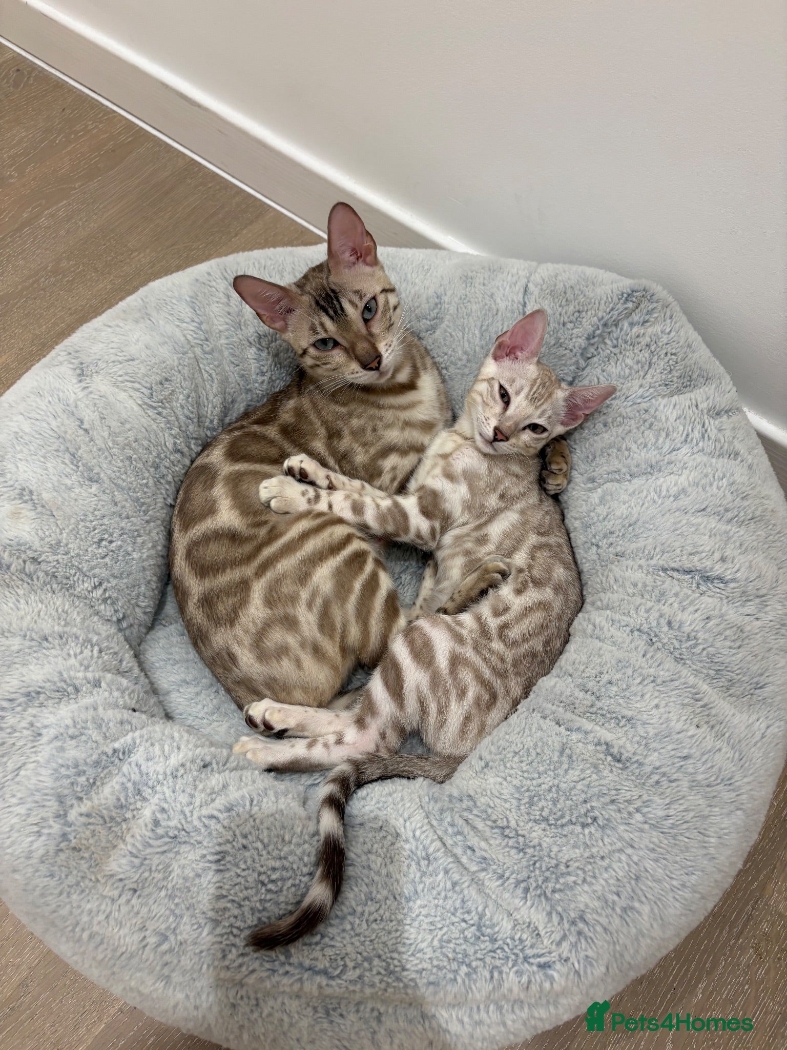 Bengal cats     TICA Bengal Mink Male Green-Eyed - Advert 4