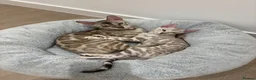 Bengal cats for sale:     TICA Bengal Snow Mink Male Green-Eyed - Advert 1