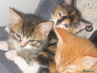 Mixed Breed cats - Advert 35