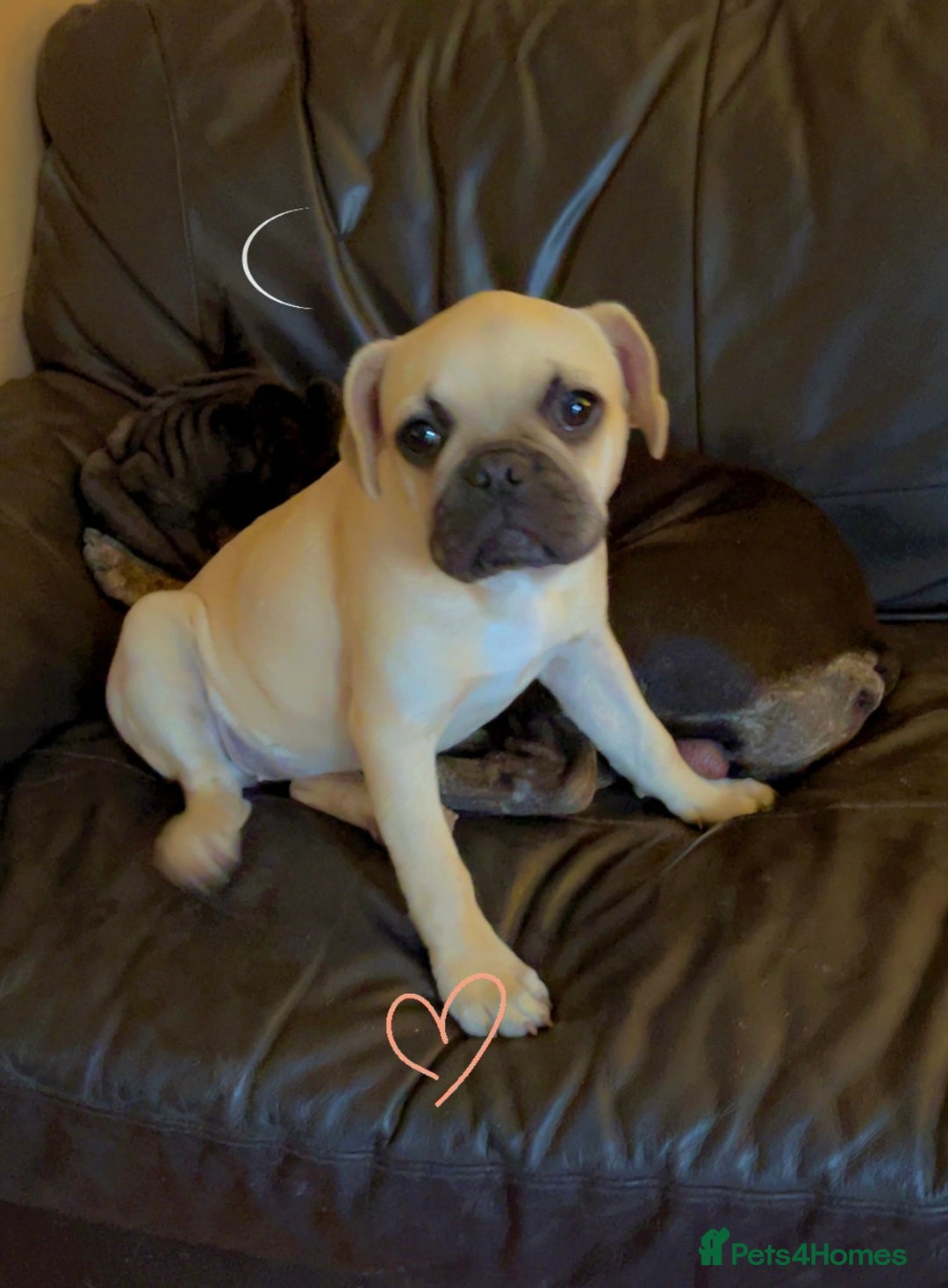 Frug dogs for sale: Gorgeous sweet frug puppy  - Advert 2