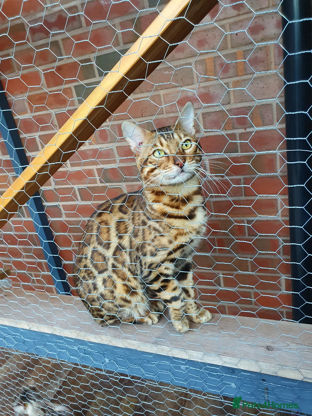 Bengal cats for stud: Stunning Male Bengal Stud 🌟TICA REGISTERED🌟 in Wolverhampton - Advert 6