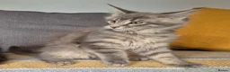 Maine Coon cats for sale: Maine coon kittens  - Advert 9