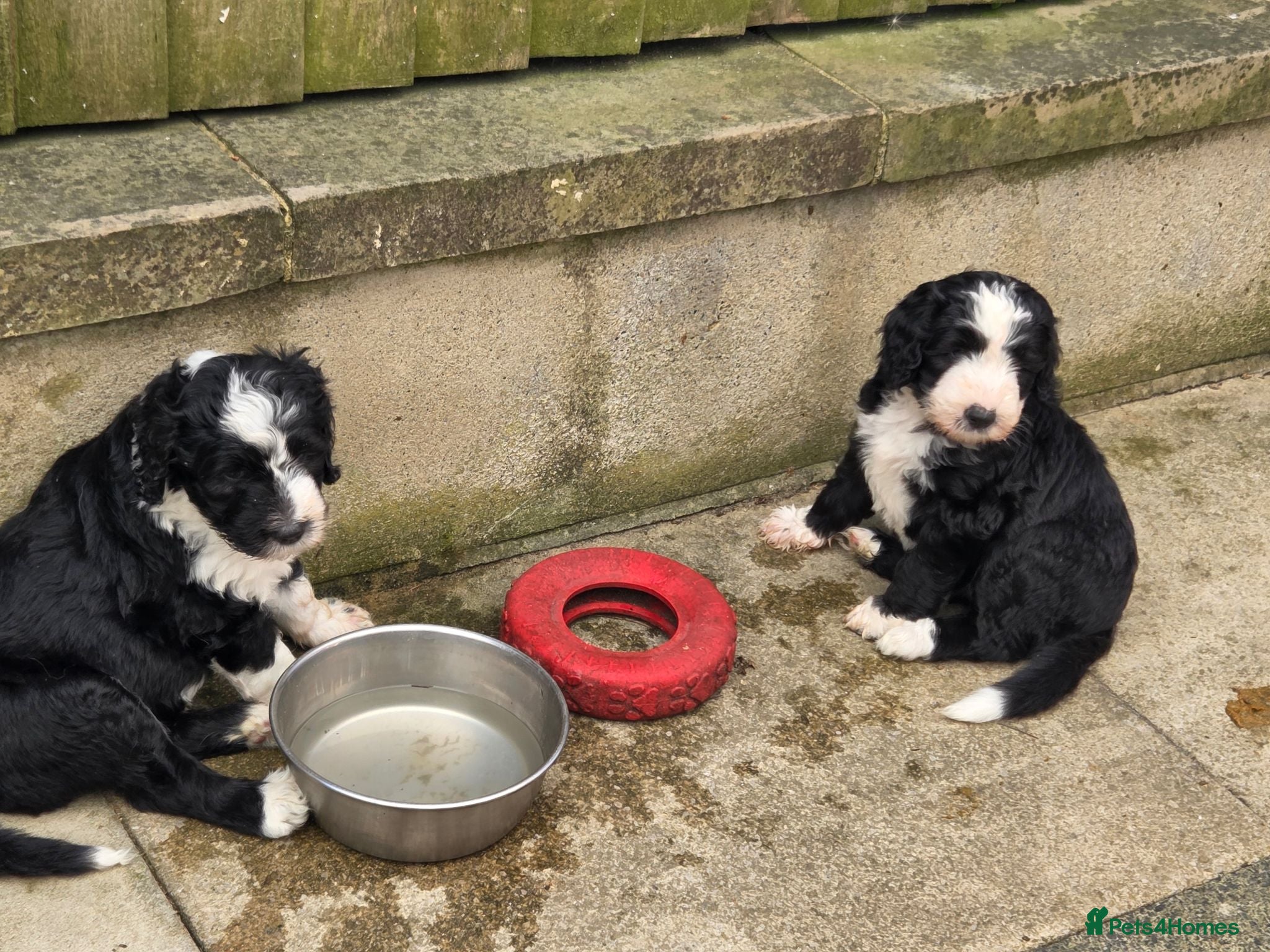 Old English Sheepdog dogs THREE STUNNING SHEEPADOODLES, Springfield Doodles  - Advert 2