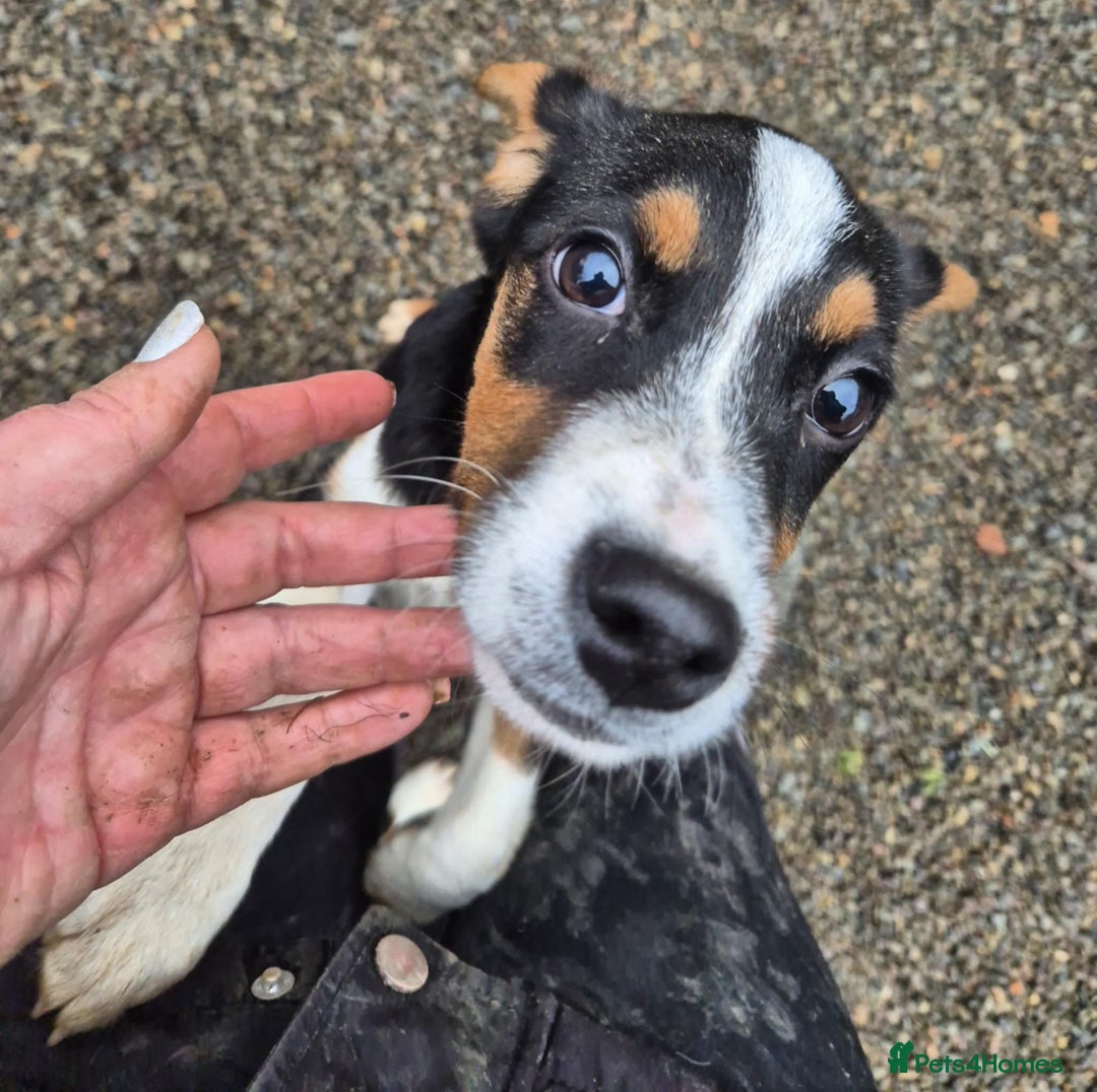 Mixed Breed dogs for adoption: Hope - In Ayr Looking for a home  - Advert 6