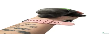 Whippet 3 green collar 