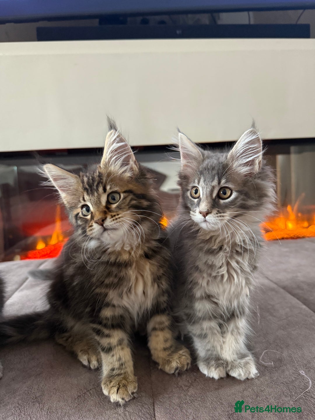 Maine Coon cats for sale: XL Russian Cubs 🇷🇺 ❤️ - Image 17