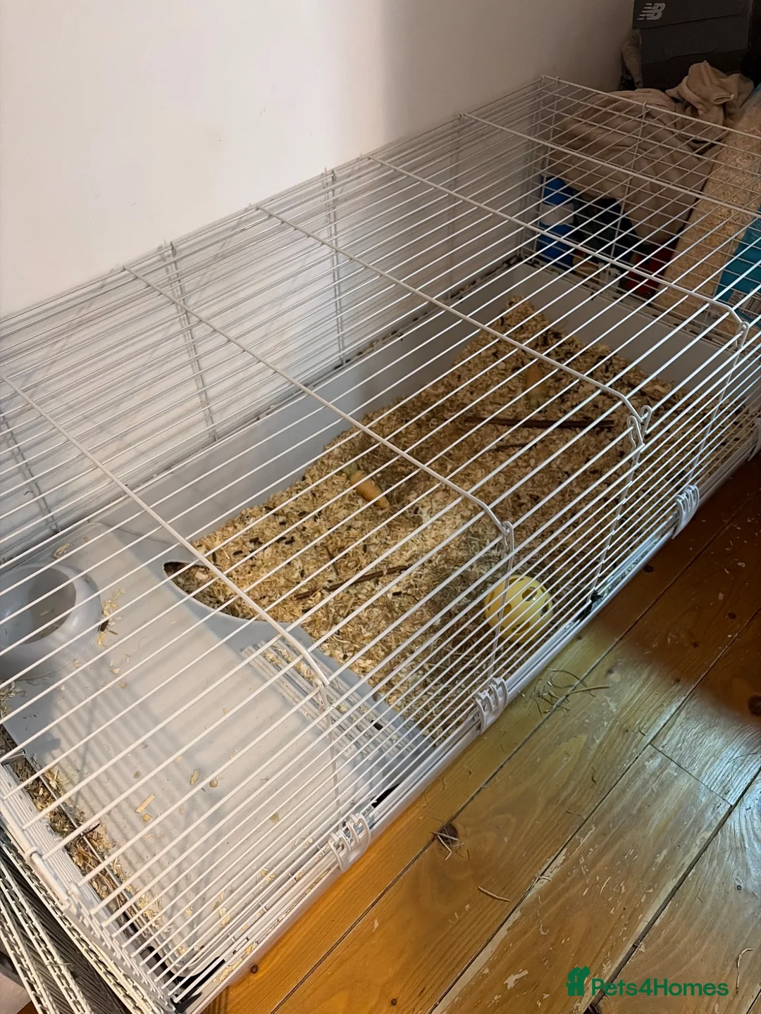 Guinea Pig rodents for sale: 2 guinea pigs for sale  - Advert 2