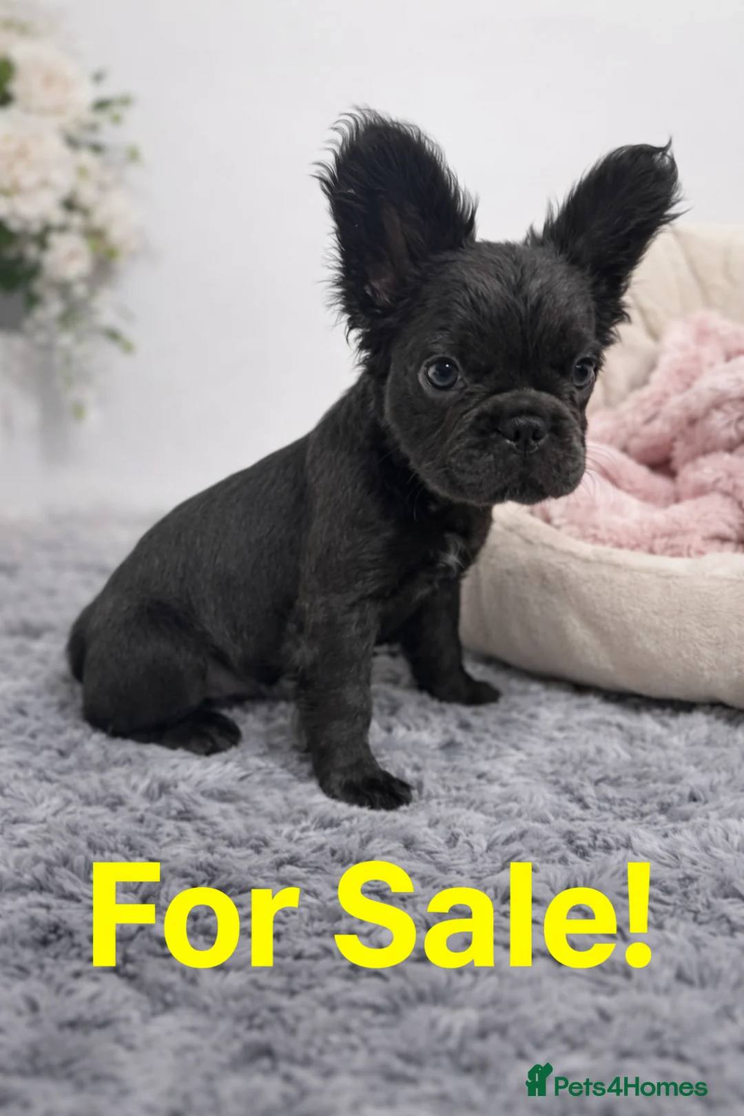 French Bulldog dogs for sale: Two Male French Bulldog Puppies - Advert 1